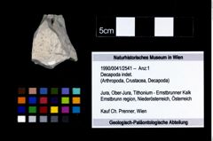 Foto (Objekt + Etikett) von Decapoda indet.  (NHMW-GEO-1990-0041-2541)